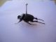 DSC00443.JPG