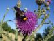 DSC00433.JPG