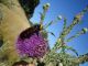 DSC00436.JPG