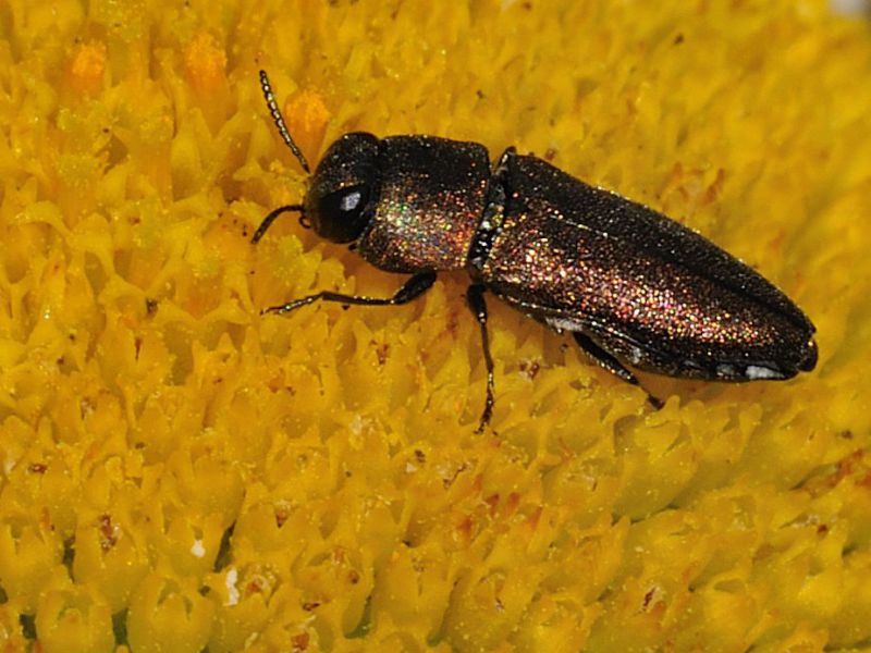 Buprestidae - Anthaxia sp - 5 mm -20110618_123.jpg