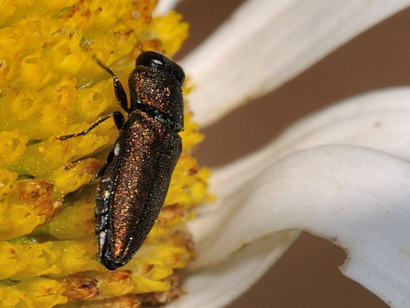 Buprestidae - Anthaxia sp - 5 mm -20110618_121.jpg