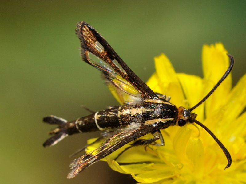 Sesiidae - Pyropteron sp20110616_063.jpg