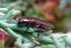 21-6-2011 S pilosula 10.jpg