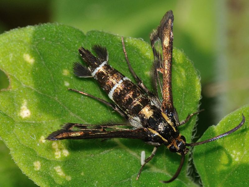 Sesiidae - Pyropteron sp - 10 mm -20110616_041.jpg