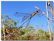 Lestes barbarus_Foce Belice_27 IX 2009.jpg
