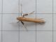 Caloptilia_roscipennella_adulto.jpg