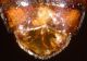 n° 3065 - tergite 8.jpg