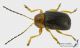 Cryptocephalus_ml_s.JPG
