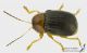 Cryptocephalus_fl_s.JPG