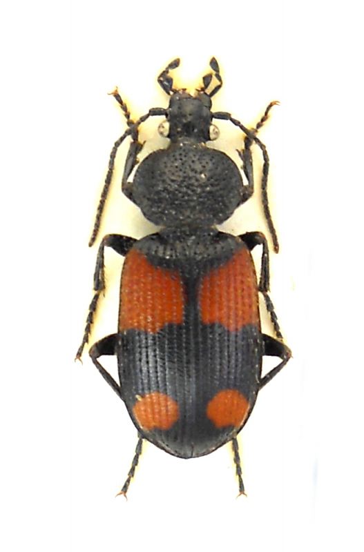 Panagaeus relictus.jpg