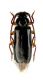 Schurmannia sicula_female_Allevamenti 24_VI_2011 007.jpg