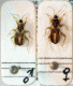 a.putoni.gif