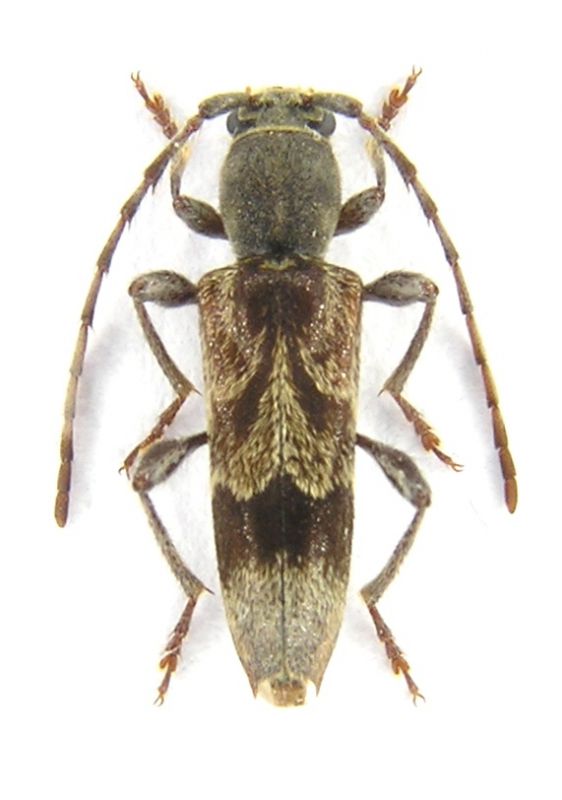 Anaglyptus_gibbosus.jpg