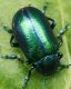 IMG_8350 Chrysomelidae.jpg