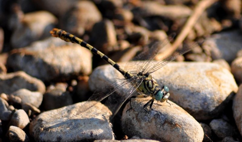 onychogomphus5.jpg