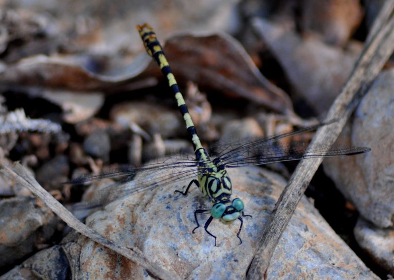 onychogomphus6.jpg