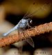 orthetrum5.jpg