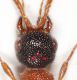 Krombeinella37 copia.jpg