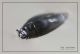 Gyrinidae 01.jpg