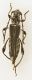 Stenopterus ater (Linnaeus 1767) - Cerambycidae.jpg