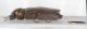 Moeliboeus42.JPG