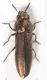 Moeliboeus43.JPG