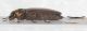 Moeliboeus45.JPG