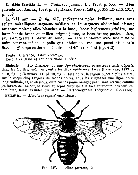 Abia fasciata.jpg