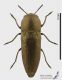 Sphenoptera_s.jpg