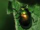 Chrysomelidae - Chrysolina sp - 9 mm -20110623_094.jpg