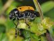 Chrysomelidae - Lachnaia italica20110605_591.jpg