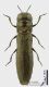 Paracylindromorphus_subuliformis_s.JPG