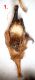 Aegomorphus parameres.JPG