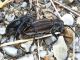 Dorcadion sp. pair.JPG