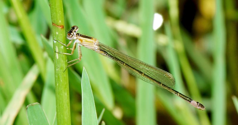 LIBELLULA-02-web.jpg