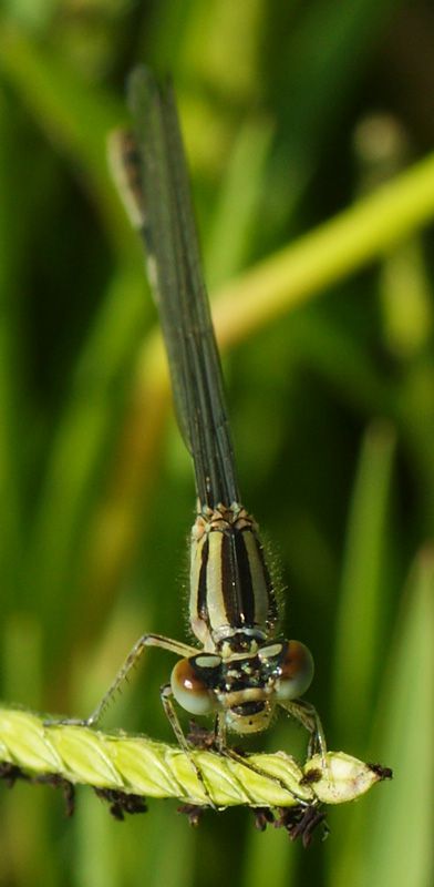 LIBELLULA-03-web.jpg