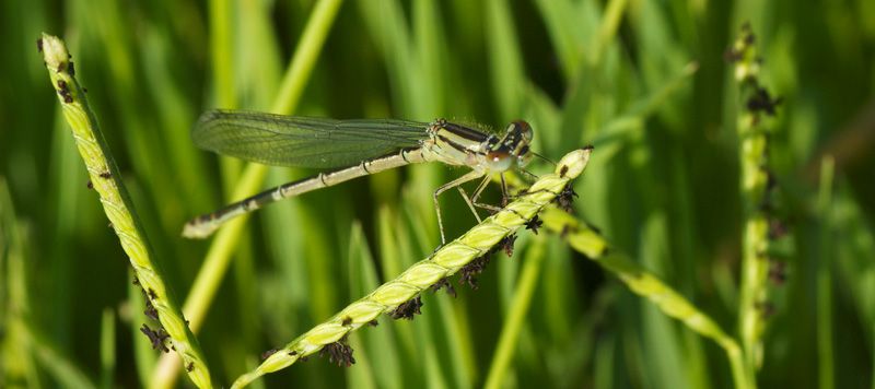 LIBELLULA-04-web.jpg