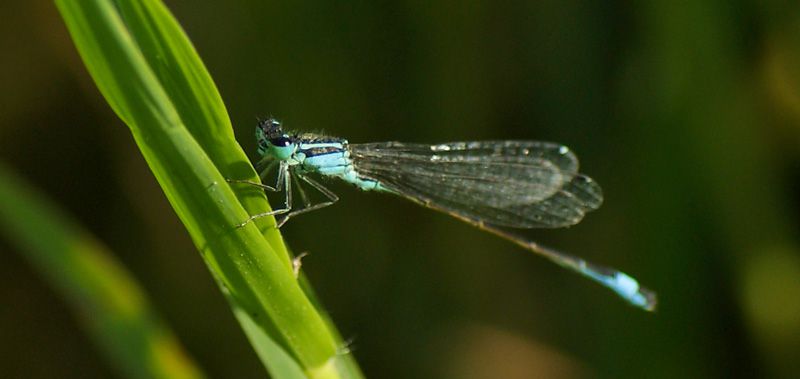 LIBELLULA-06-web.jpg