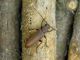 Arhopalus syriacus_female_Dortyol_allevamenti 052.jpg