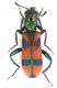 Trichodes sp_Turchia 2011_preparati 006.jpg