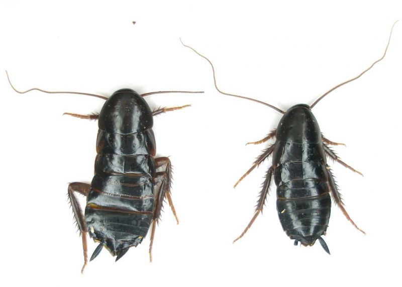 Blattodea_Turchia 2011_preparati 007.jpg