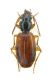 Carabidae_Lebiini_Turchia 2011_preparati 010.jpg