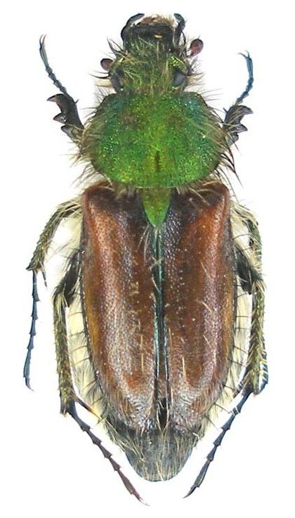 Pygopleurus sp_1_femmina_.Çamliyayla_Turchia 2011.jpg