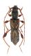 Molorchus juglandis_female_Çamliyayla_Turchia 2011 - preparati 020.jpg
