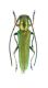 Phytoecia coerulea_ÇamliyaylaTurchia 2011 -Turchia 2011 - preparati 013.jpg