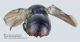 Chrysididae_particolare_FEI_clido.jpg