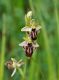 Ophrys-Konitsa.jpg