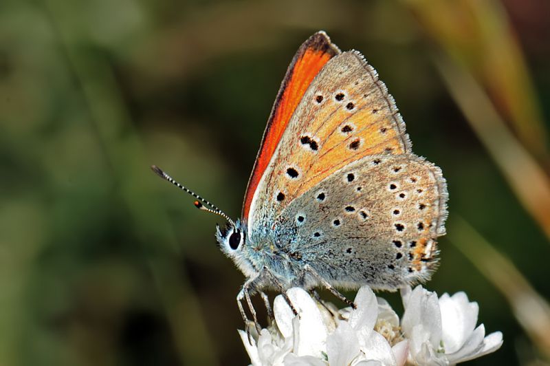 Lycaena italica..jpg