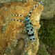 Rosalia alpina alpina mating 072.jpg