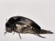 Mordellidae - Mordellinae - Variimorda sp - 8 mm -20110701_148.jpg